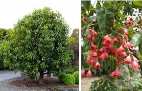 Brachychiton populneus x acerifolius - 'Jerilderie Red'