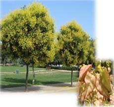 Golden Rain Tree
