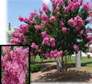 Lagerstroemia indica x L. fauriei ‘Sioux’ (Sioux Upright Crepe Myrtle)