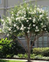 Lagerstroemia indica x L. fauriei 'Natchez' - Natchez Crepe Myrtle