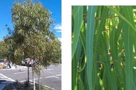 Corymbia maculata - Little Mac