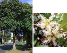 Queensland Brush Box
