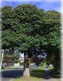 Lophostemon confertus - Queensland Brush Box