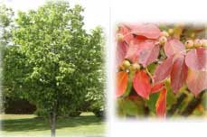 Malus tschonoskii - Pillar Crabapple