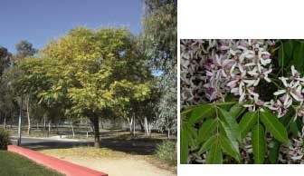 Melia azedarach 'Elite' - White Cedar