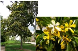 Hymenosporum flavum - Native Frangipani