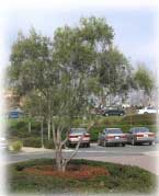 Olea Europaea Swan Hill Olive