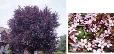Prunus cerasifera 'Nigra' (Flowering Plum)