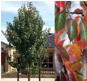 Upright Callery Pear tree