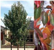 Pyrus calleryana x P. betulaefolia 'Edgewood' - Upright CalleryPear