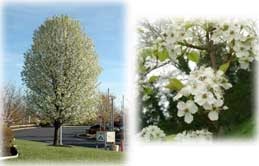 Pyrus calleryana chanticleer chanticleer callery pear