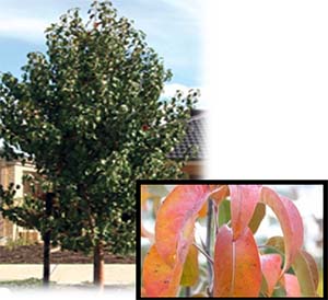 Upright Callery Pear