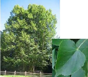 Small-leaved Lime
