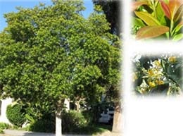 Tristaniopsis laurina 'Luscious' - Luscious Kanooka