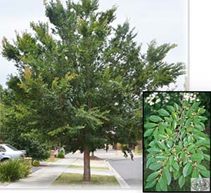 Todd Chinese Elm