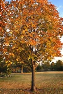 Urbanite ash Tree