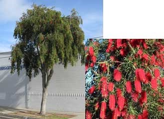 Callistemon viminalis - Weeping Bottle Brush