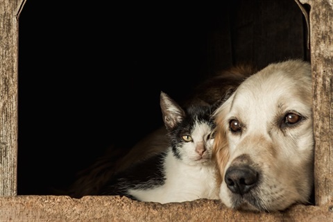 Cat and dog lying together