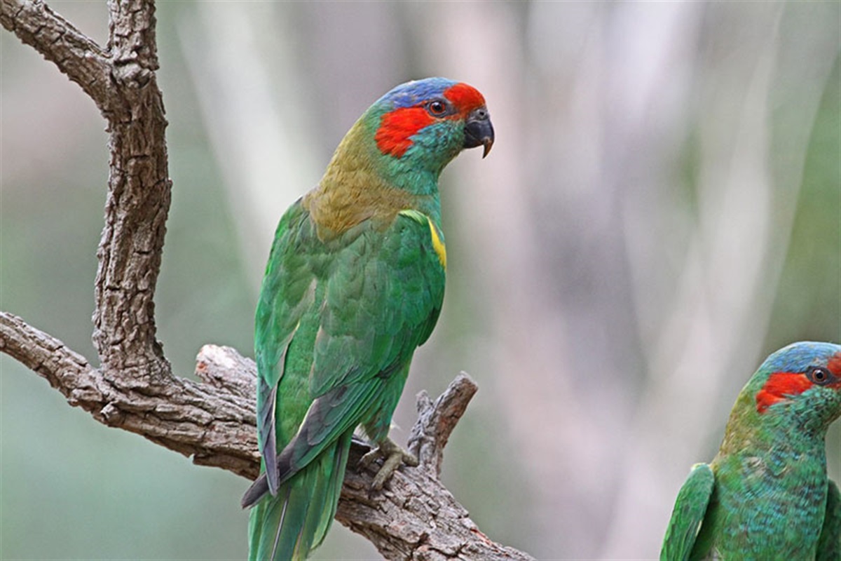 Native Wildlife in Monash | City of Monash