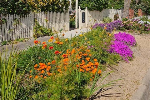 Nature strip flowers