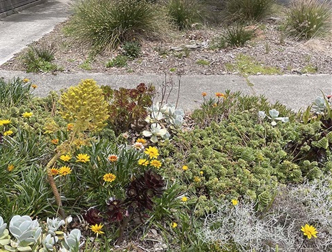 Nature strip flowers