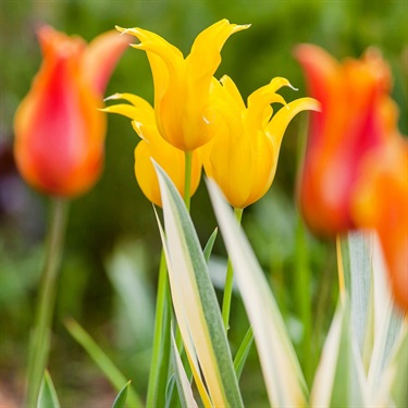 Tulips