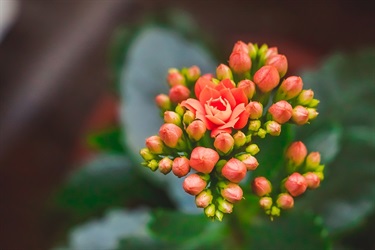 Kalanchoe