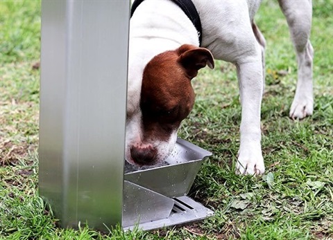 Dog drinking from bowl in park