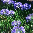 Agapanthus - Agapanthus spp