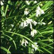 Angled onion - Allium triquetrum