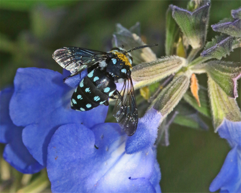 Bee on a flower