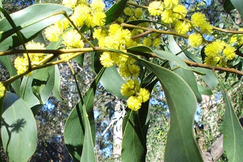 Acacia pycnantha golden wattle, by Freya Headlam