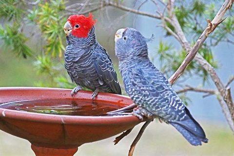 Gang Gang Cockatoo pair