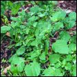 Black Nightshade - Solanum nigrum