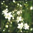 Cherry Plum - Prunus cerasifera