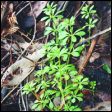Cleavers - Galium aparine
