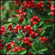 Cotoneaster - conoeaster spp
