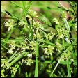 Drain Flat Sedge - Cyperus eragrostis