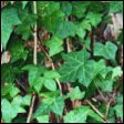 English Ivy - Hedera helix