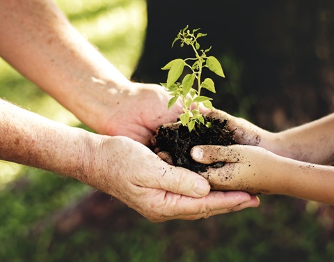Hands holding a tree to be planted