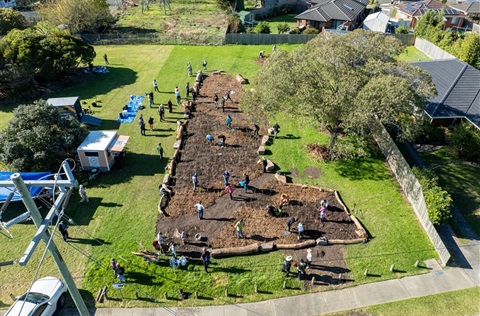 Drone shot of planting at Fraser Street Reserve