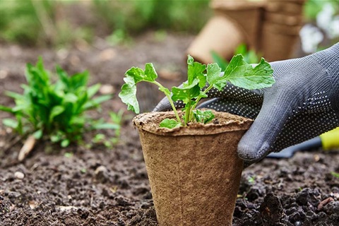 Gardener hands - picking and planting vegetable