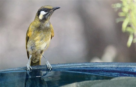 gardens-for-wildlife.jpeg