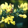 Gorse - Ulex europaeus