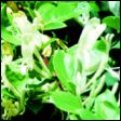 Japanese Honeysuckle - Lonicera japonica