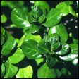 Mirror Bush - Coprosma repens