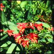 Monbretia - Crocosmia x crocosmiiflora