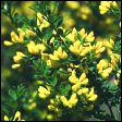 Montpellier Broom - Genista monspessulana