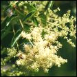 Privet - Ligustrum lucidum