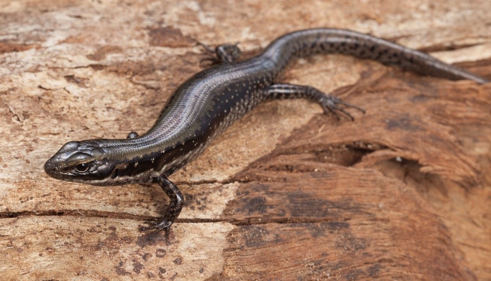 Southern Water Skink